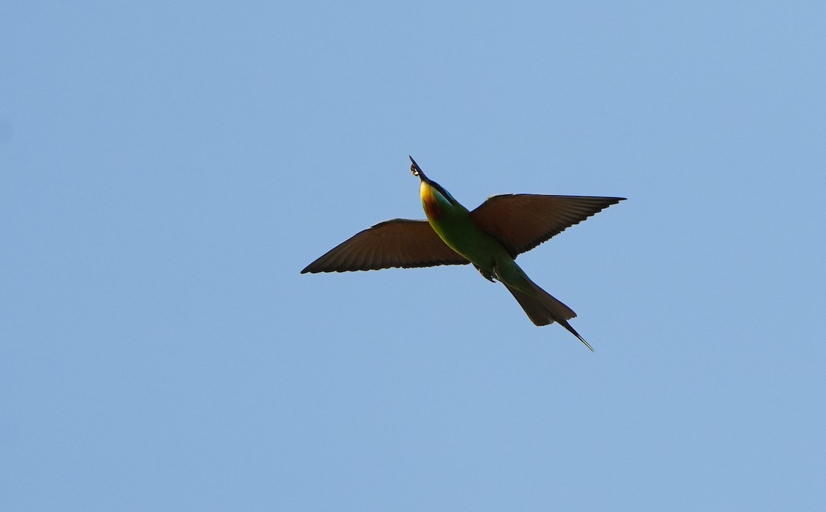 Blue-cheeked Bee-eater - ML636766185
