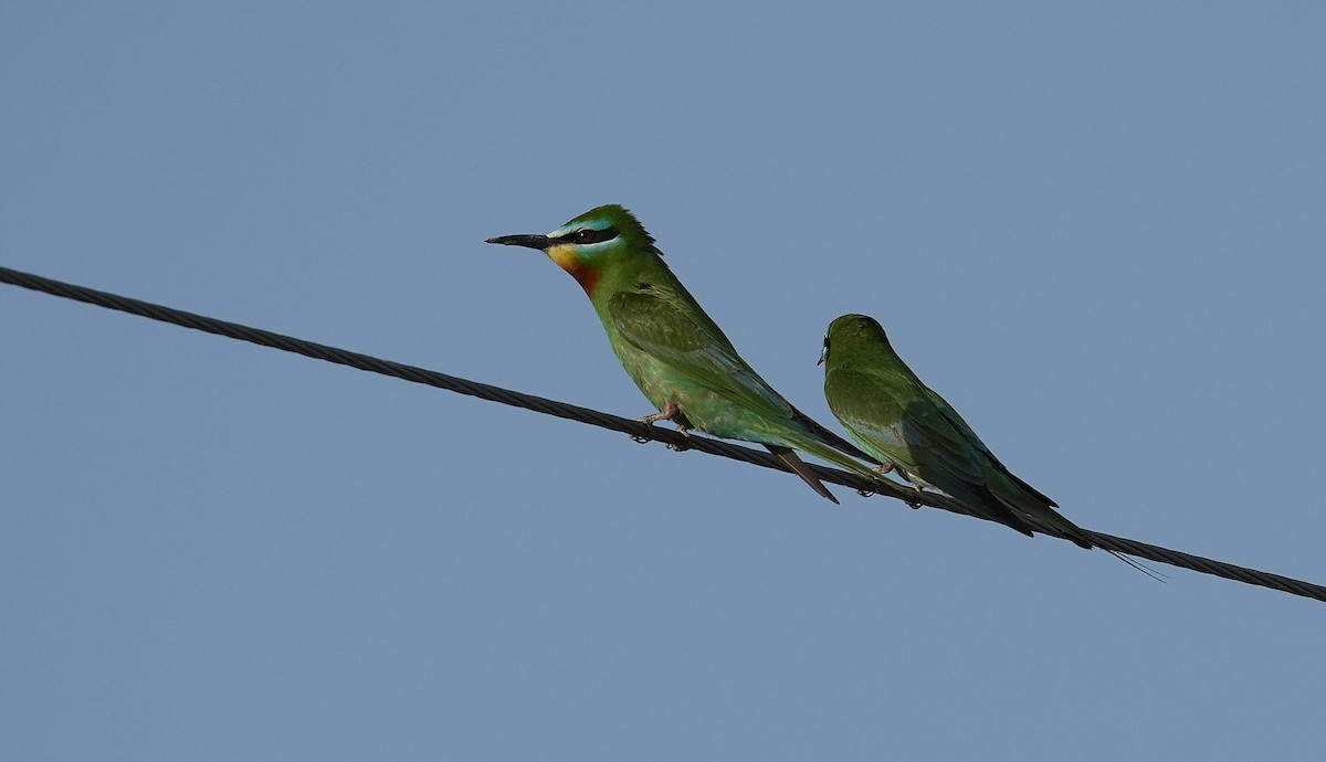 Blue-cheeked Bee-eater - ML636766186