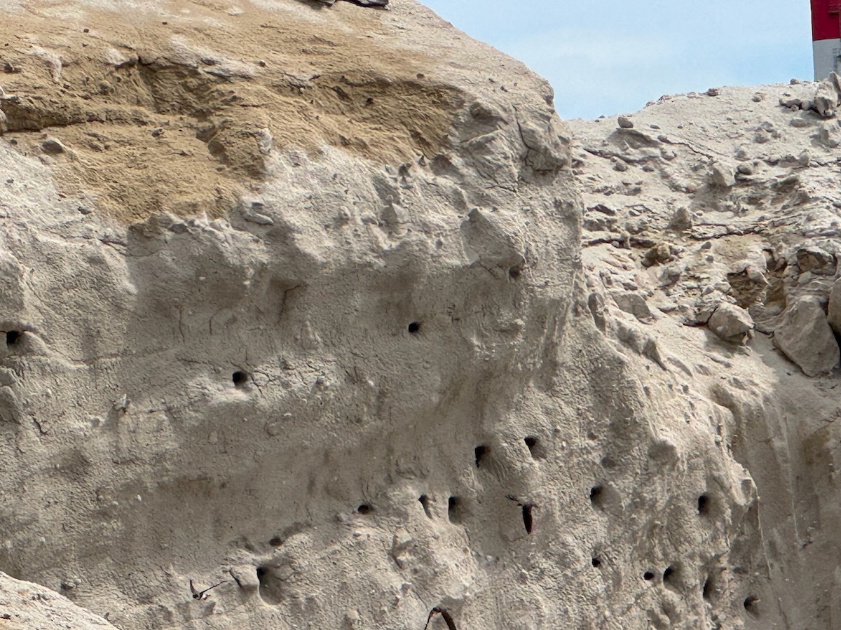 Bank Swallow - ML636766224