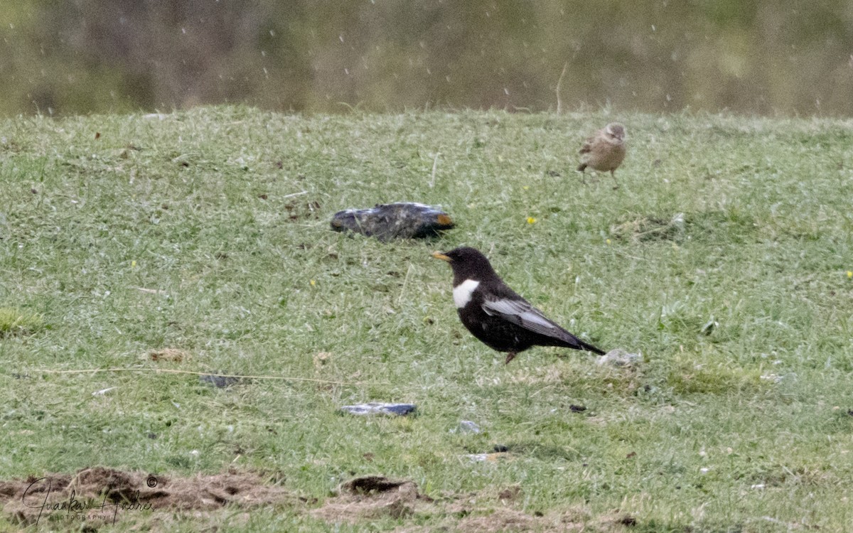 Ring Ouzel - ML636766226