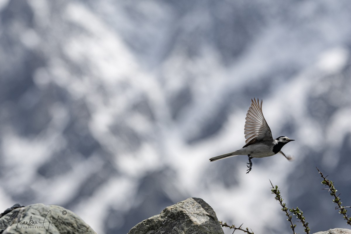 White Wagtail - ML636766241