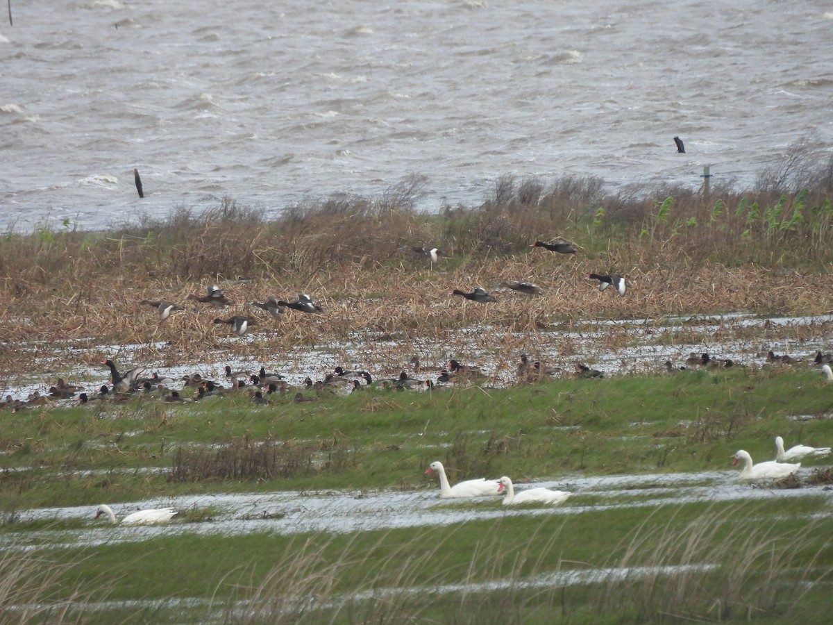 Rosy-billed Pochard - ML636766253