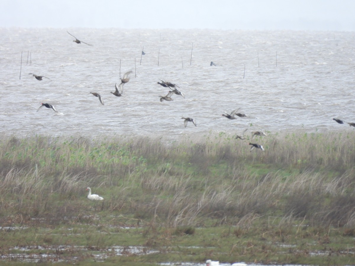 Rosy-billed Pochard - ML636766254