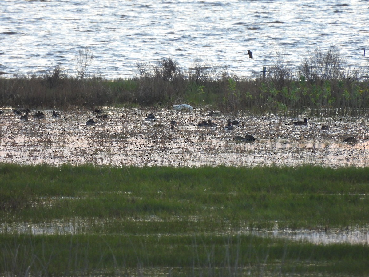Rosy-billed Pochard - ML636766255