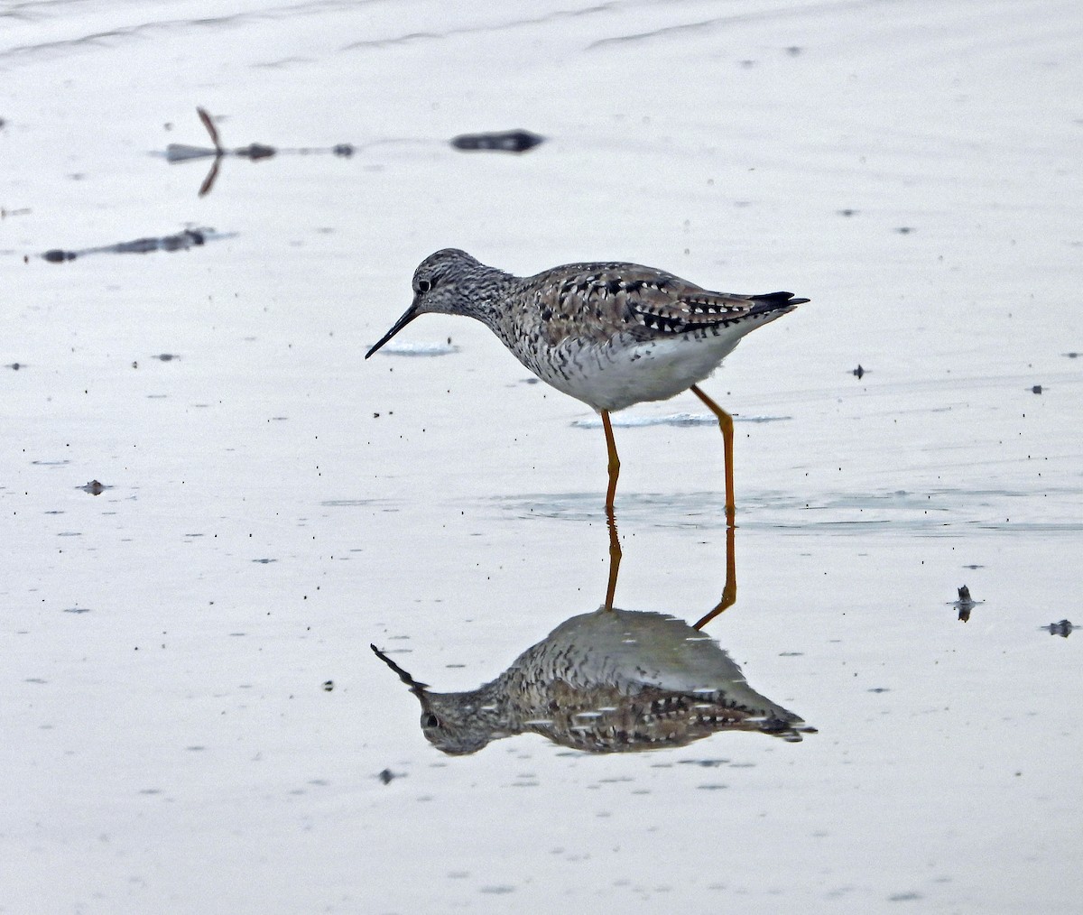 Greater Yellowlegs - ML636766271