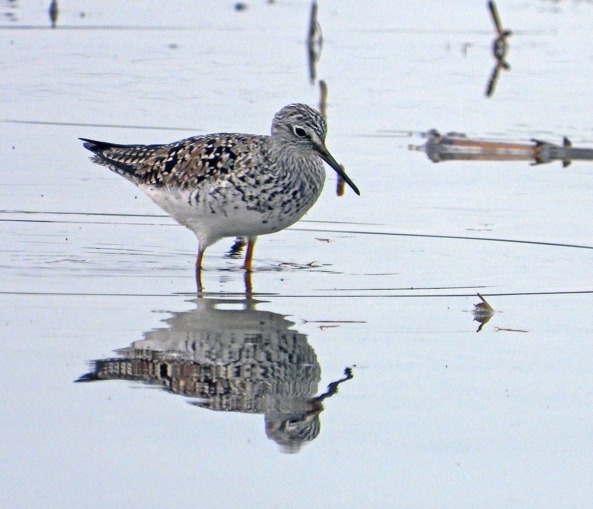 Lesser Yellowlegs - ML636766272