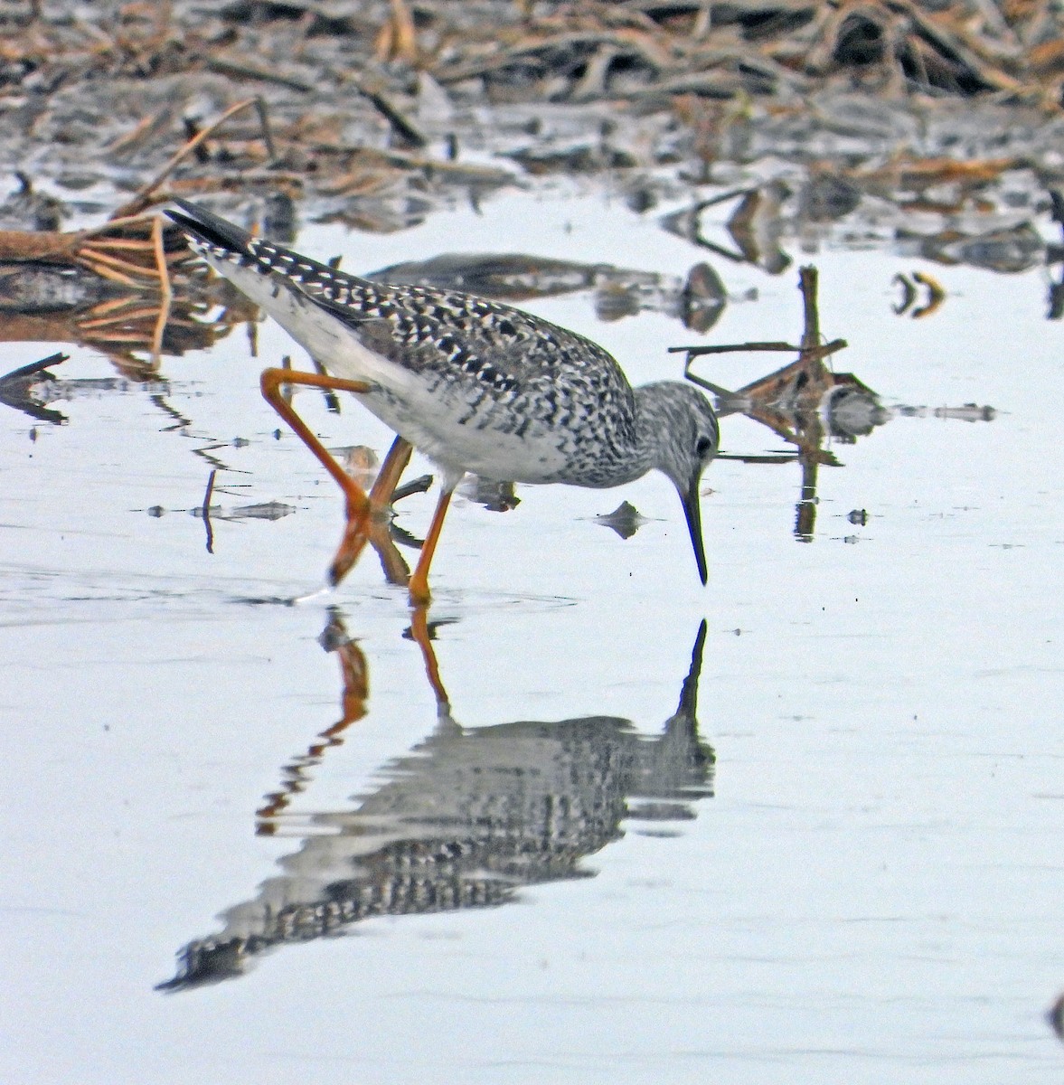 Greater Yellowlegs - ML636766273