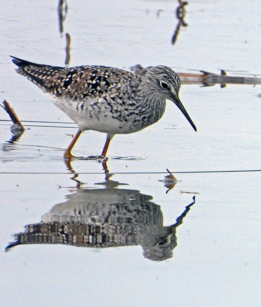 Greater Yellowlegs - ML636766274