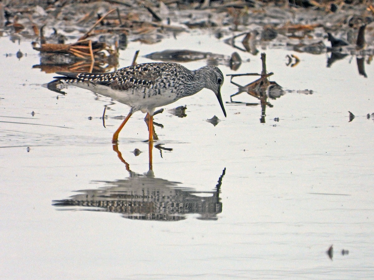 Greater Yellowlegs - ML636766275