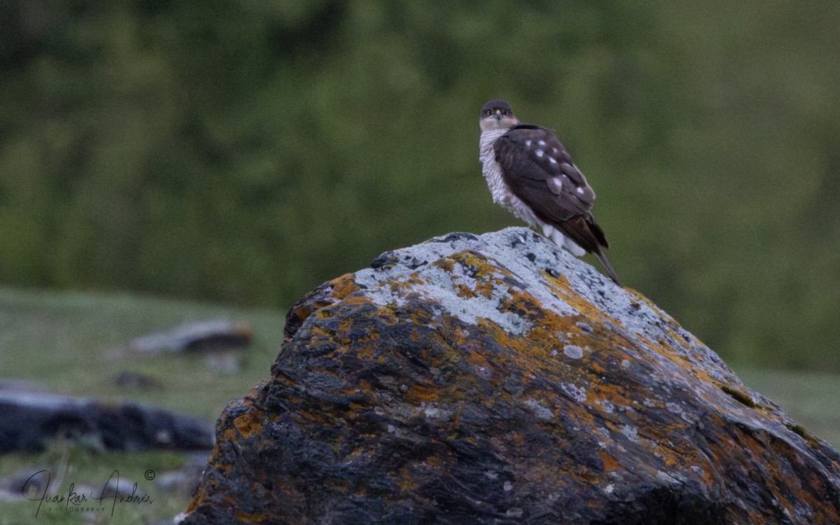 Eurasian Sparrowhawk - ML636766294