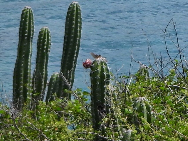 Buffy Hummingbird - ML636766339