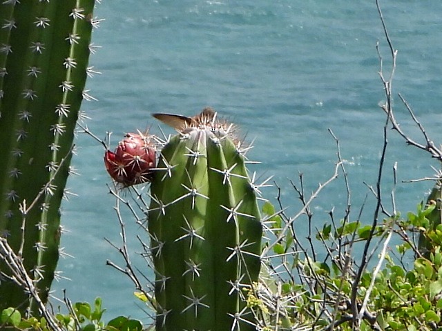 Buffy Hummingbird - ML636766340