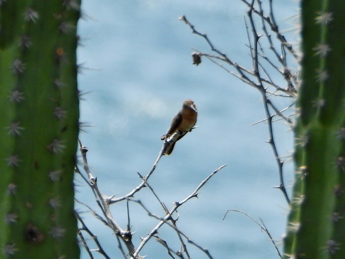 Buffy Hummingbird - ML636766341