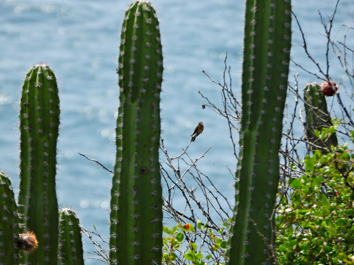 Buffy Hummingbird - ML636766343