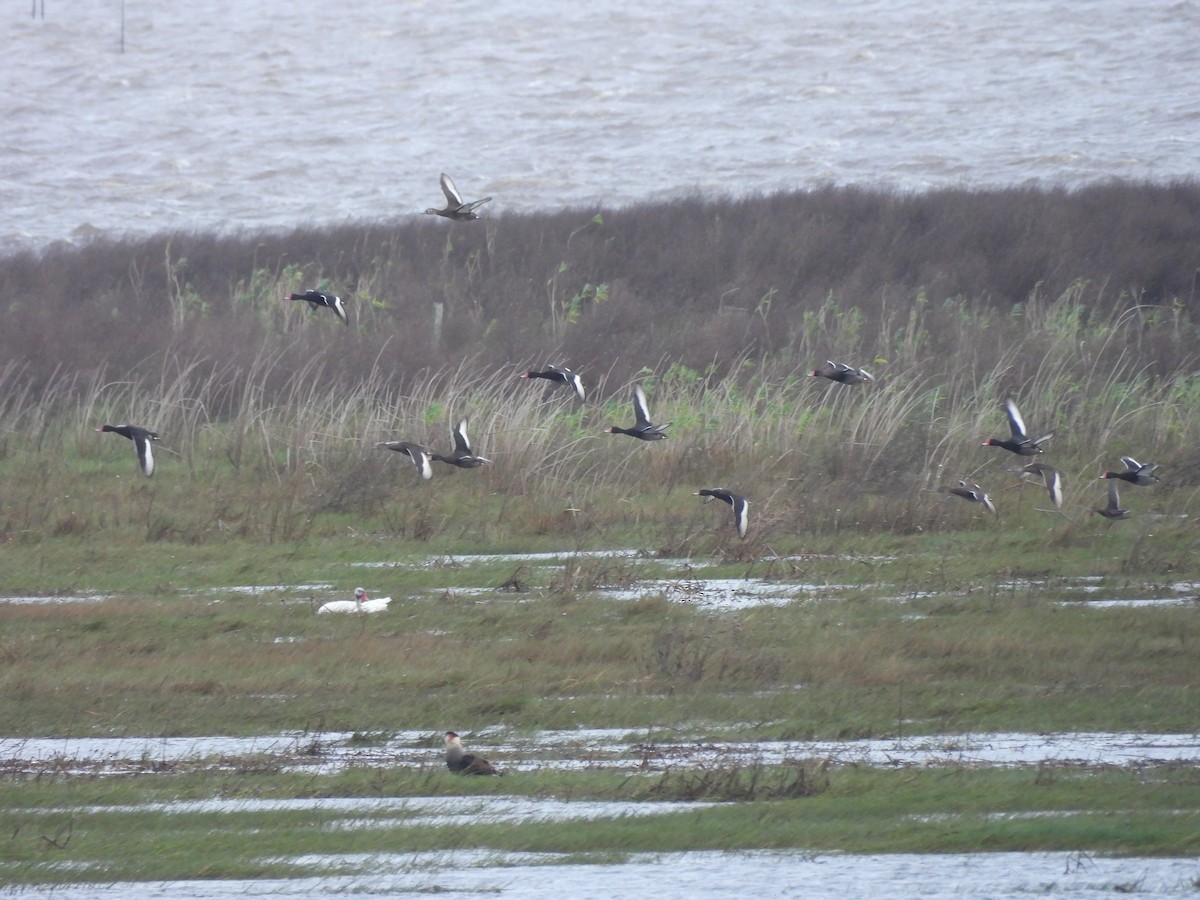 Rosy-billed Pochard - ML636766351