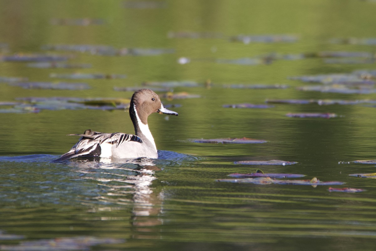 尖尾鴨 - ML636766365