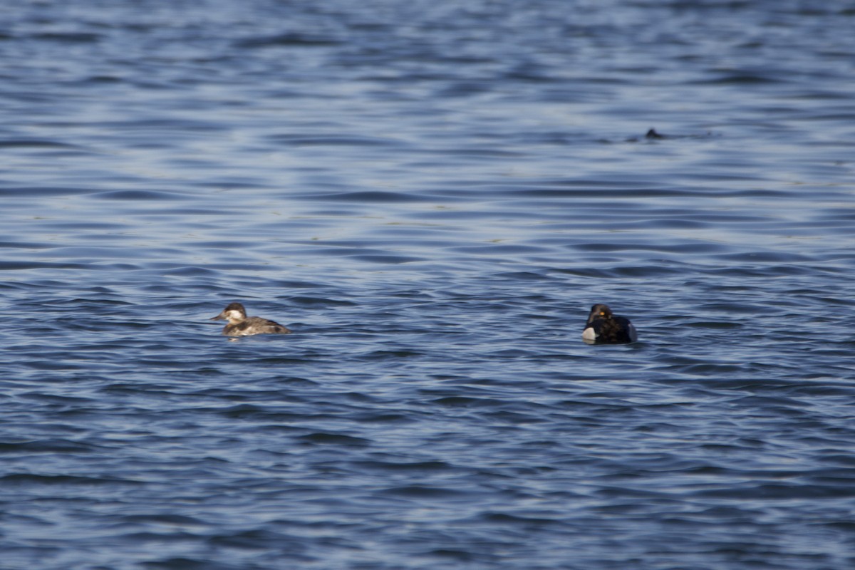Ruddy Duck - ML636766369