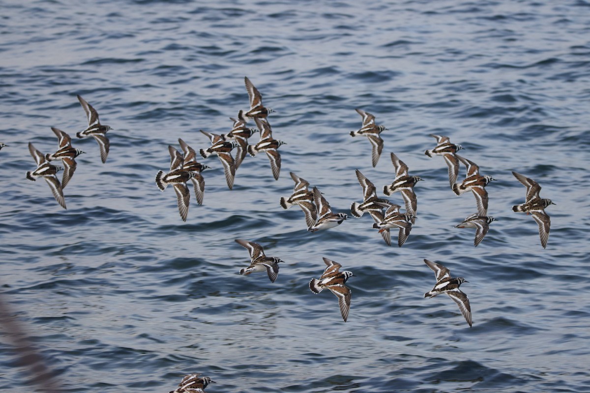 翻石鷸 - ML636766373