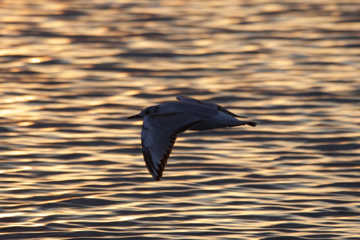Bonaparte's Gull - ML636766376