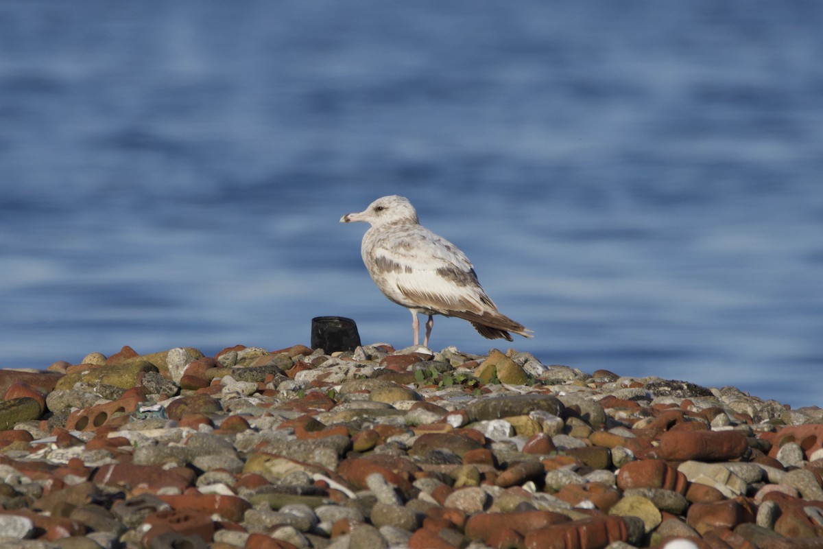American Herring Gull - ML636766377