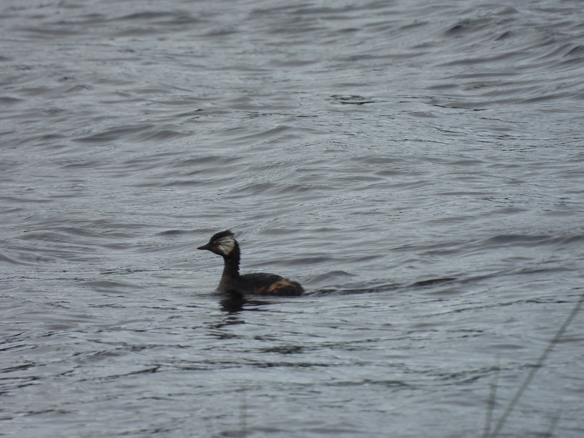 White-tufted Grebe - ML636766381
