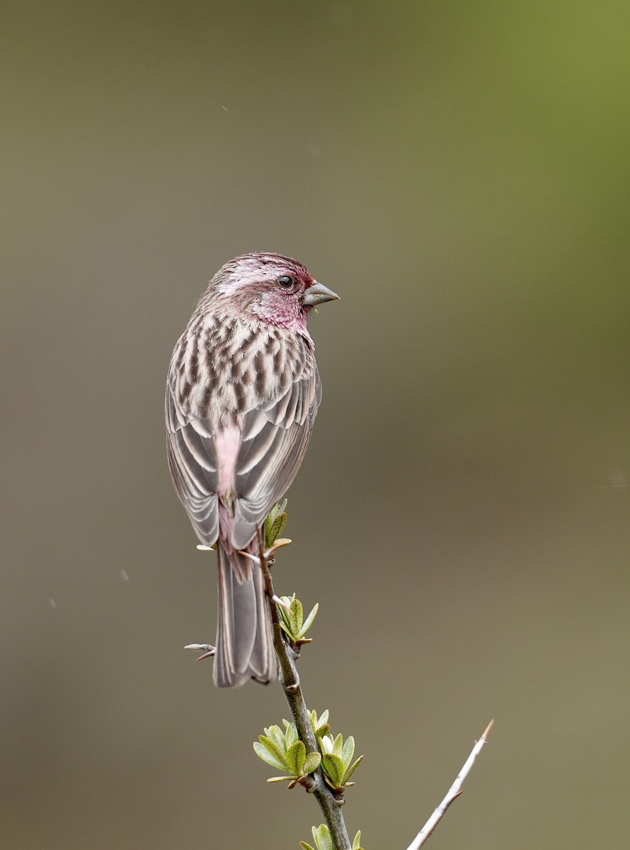 Pink-rumped Rosefinch - Daniel Winzeler