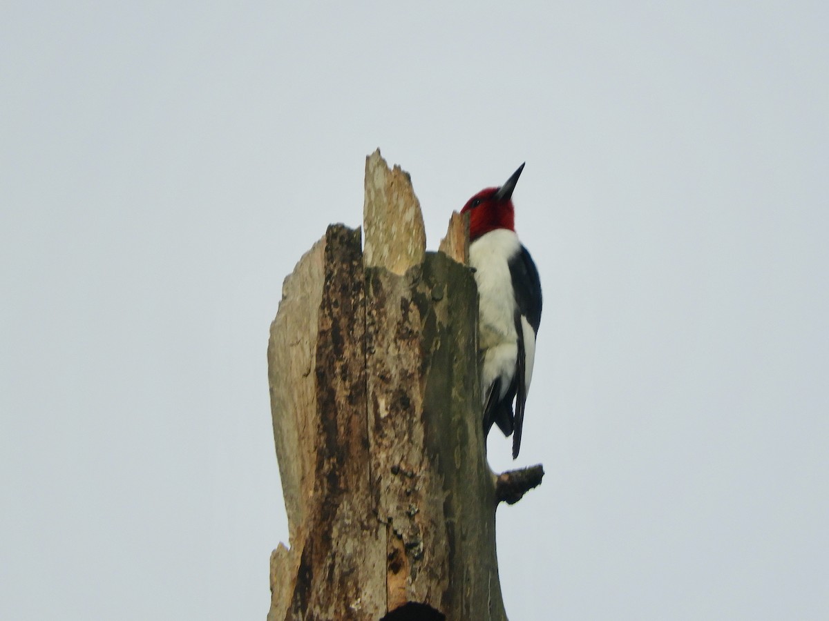 Red-headed Woodpecker - ML636766414