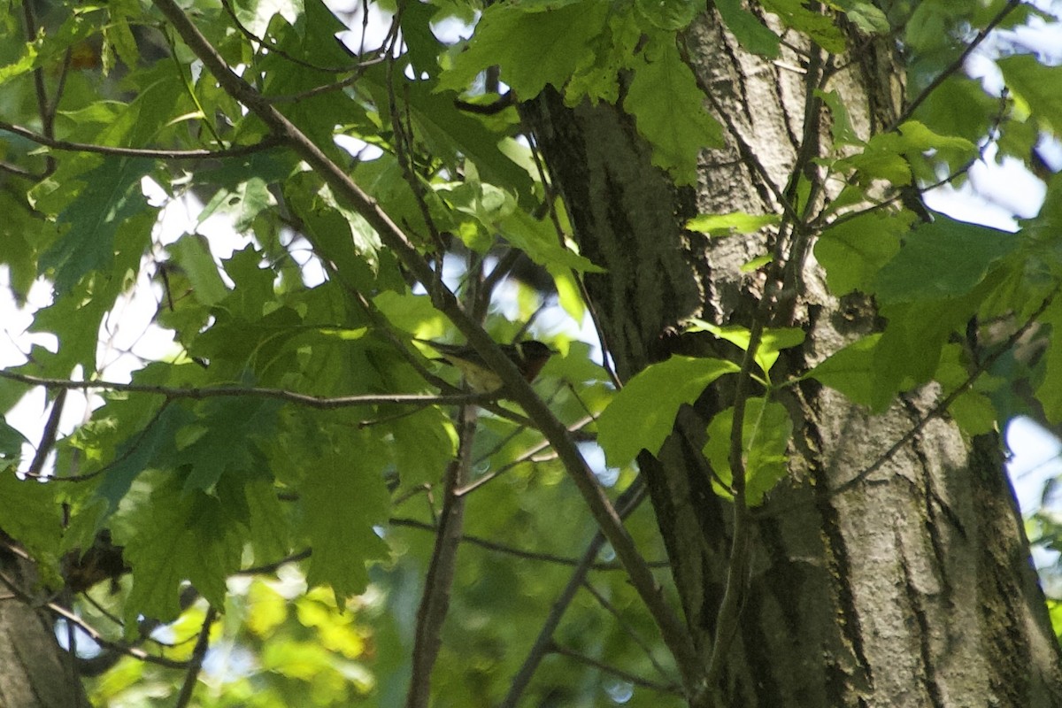 Bay-breasted Warbler - ML636766655