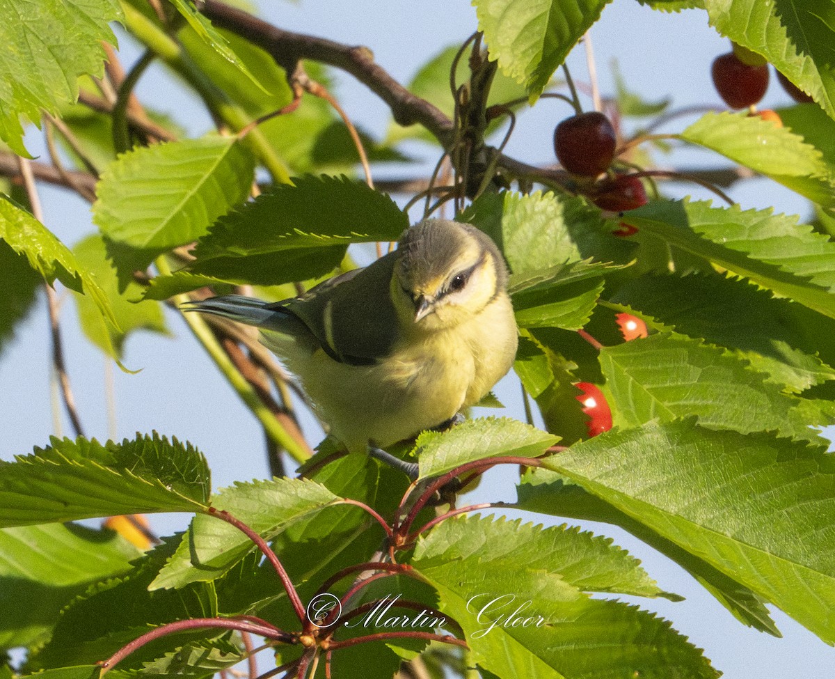 Eurasian Blue Tit - ML636766707