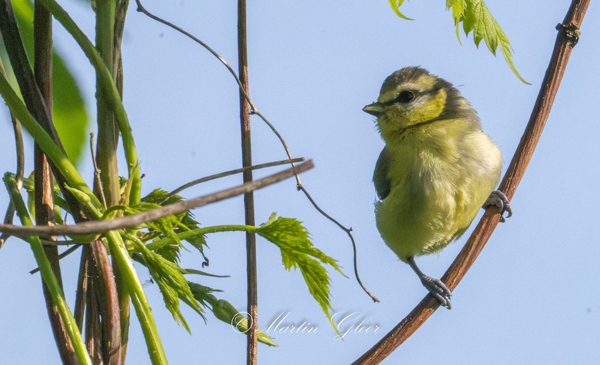 Eurasian Blue Tit - ML636766708