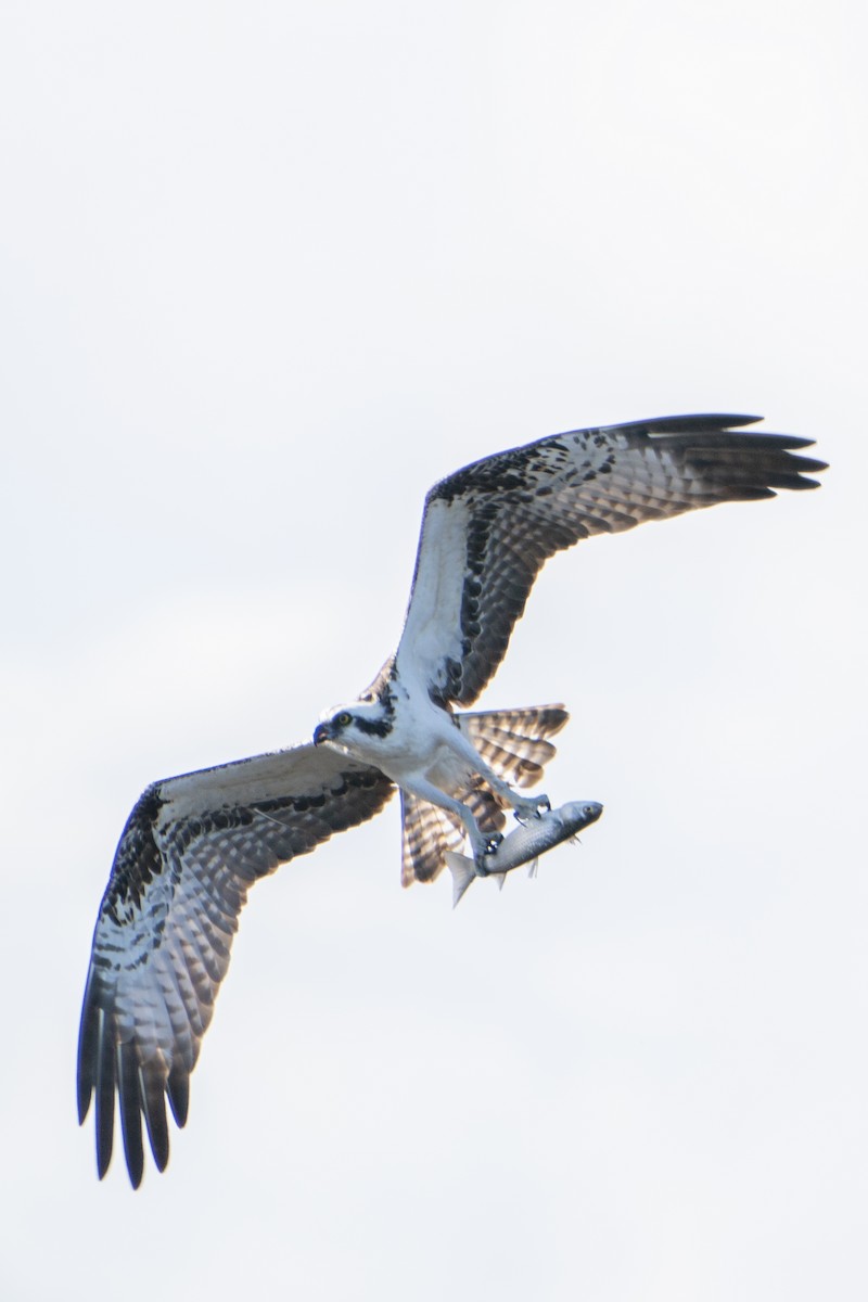 ミサゴ（carolinensis） - ML636766726