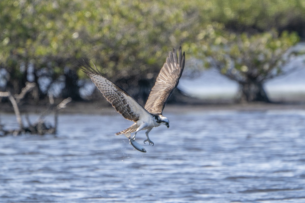 ミサゴ（carolinensis） - ML636766730