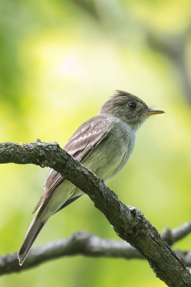 Eastern Wood-Pewee - ML636766883
