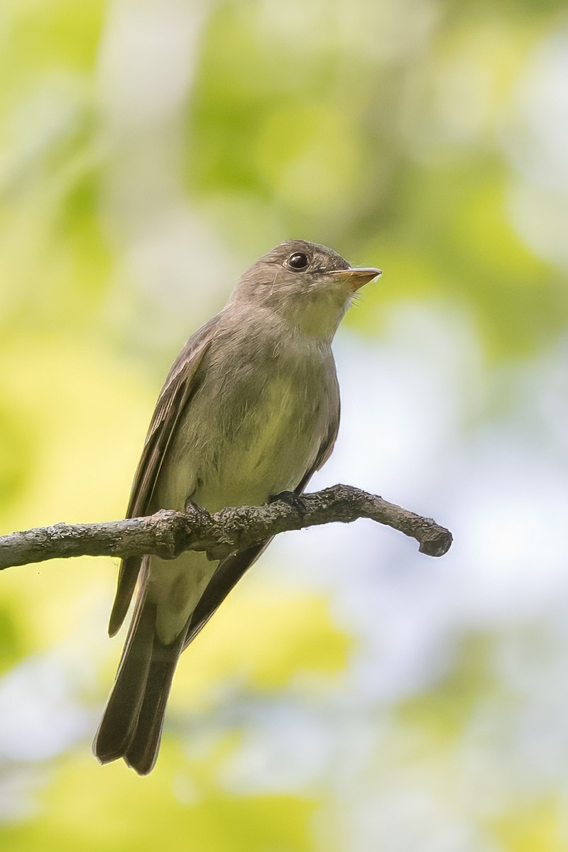 Eastern Wood-Pewee - ML636766884