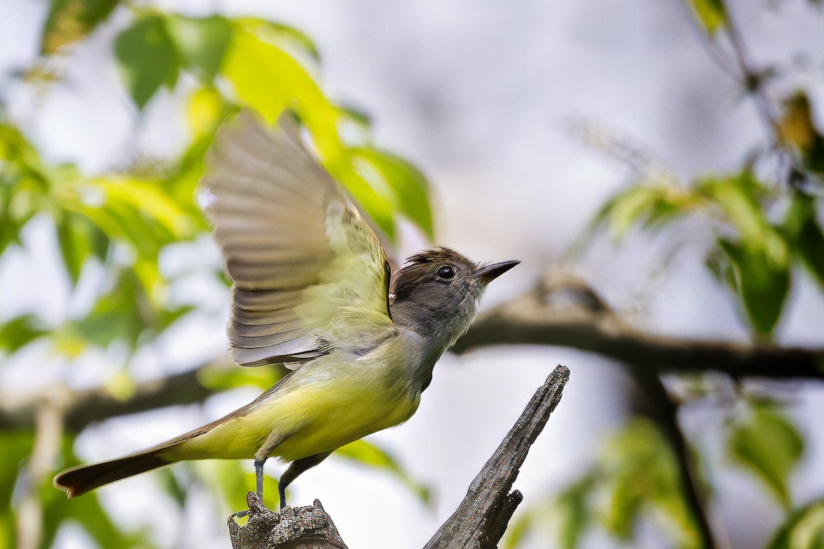 Great Crested Flycatcher - ML636766888