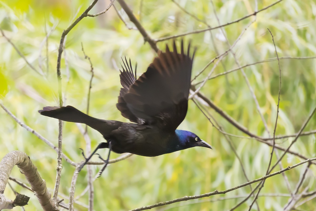 Common Grackle - ML636766890