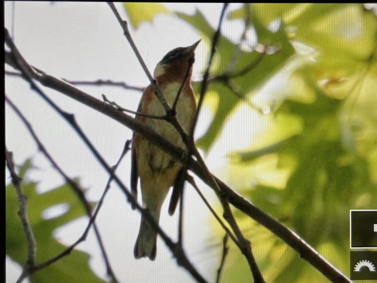 Bay-breasted Warbler - ML636766938