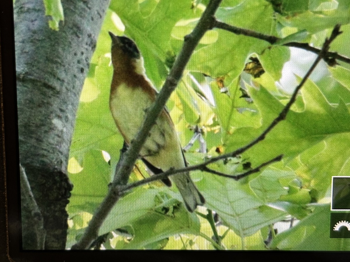 Bay-breasted Warbler - ML636766939