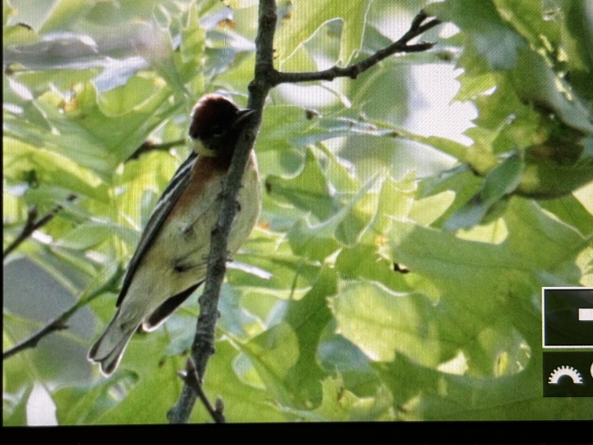 Bay-breasted Warbler - ML636766940