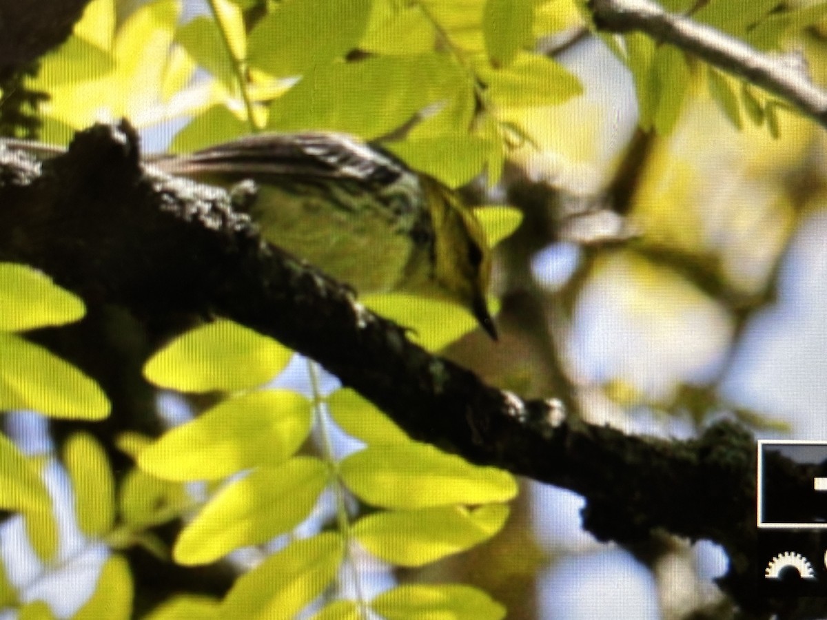 Black-throated Green Warbler - ML636766980