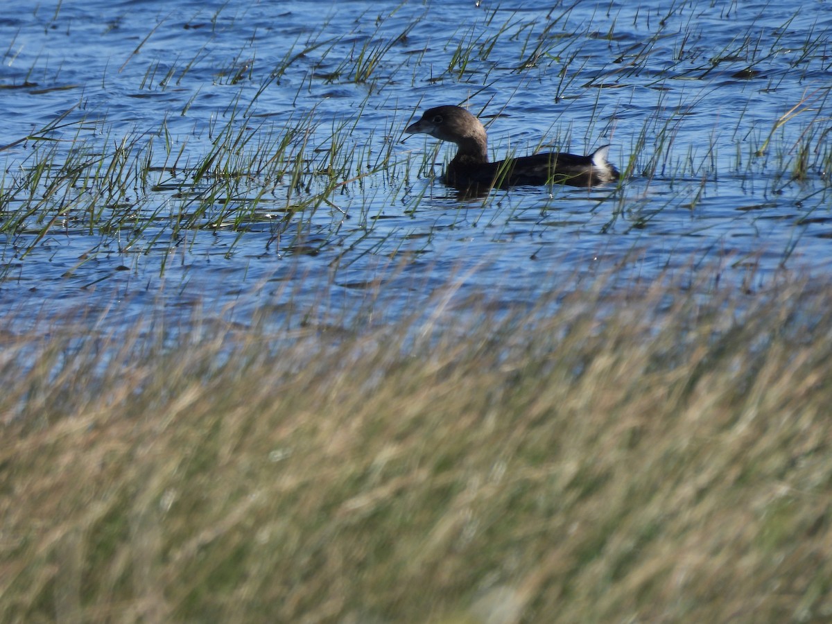 Pied-billed Grebe - ML636766981
