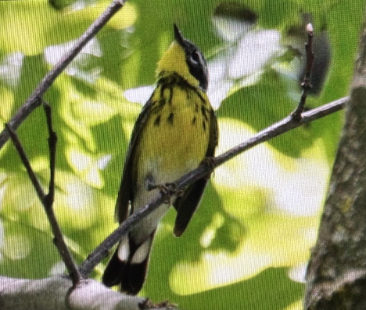 Magnolia Warbler - ML636767022
