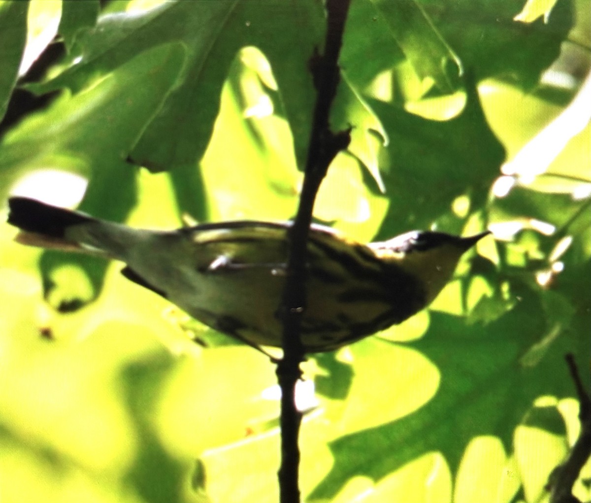 Magnolia Warbler - ML636767023