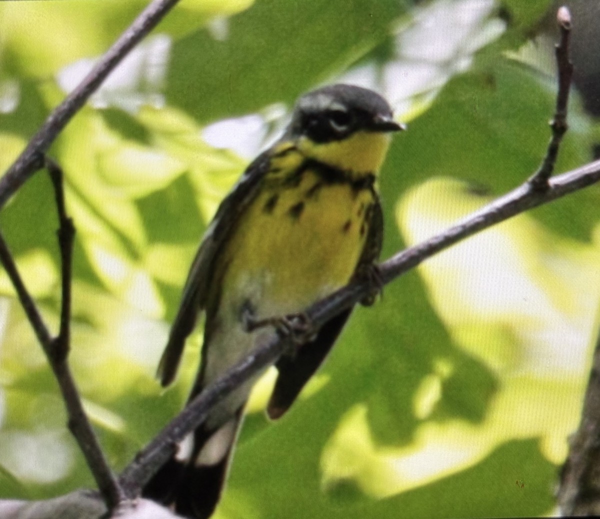 Magnolia Warbler - ML636767024