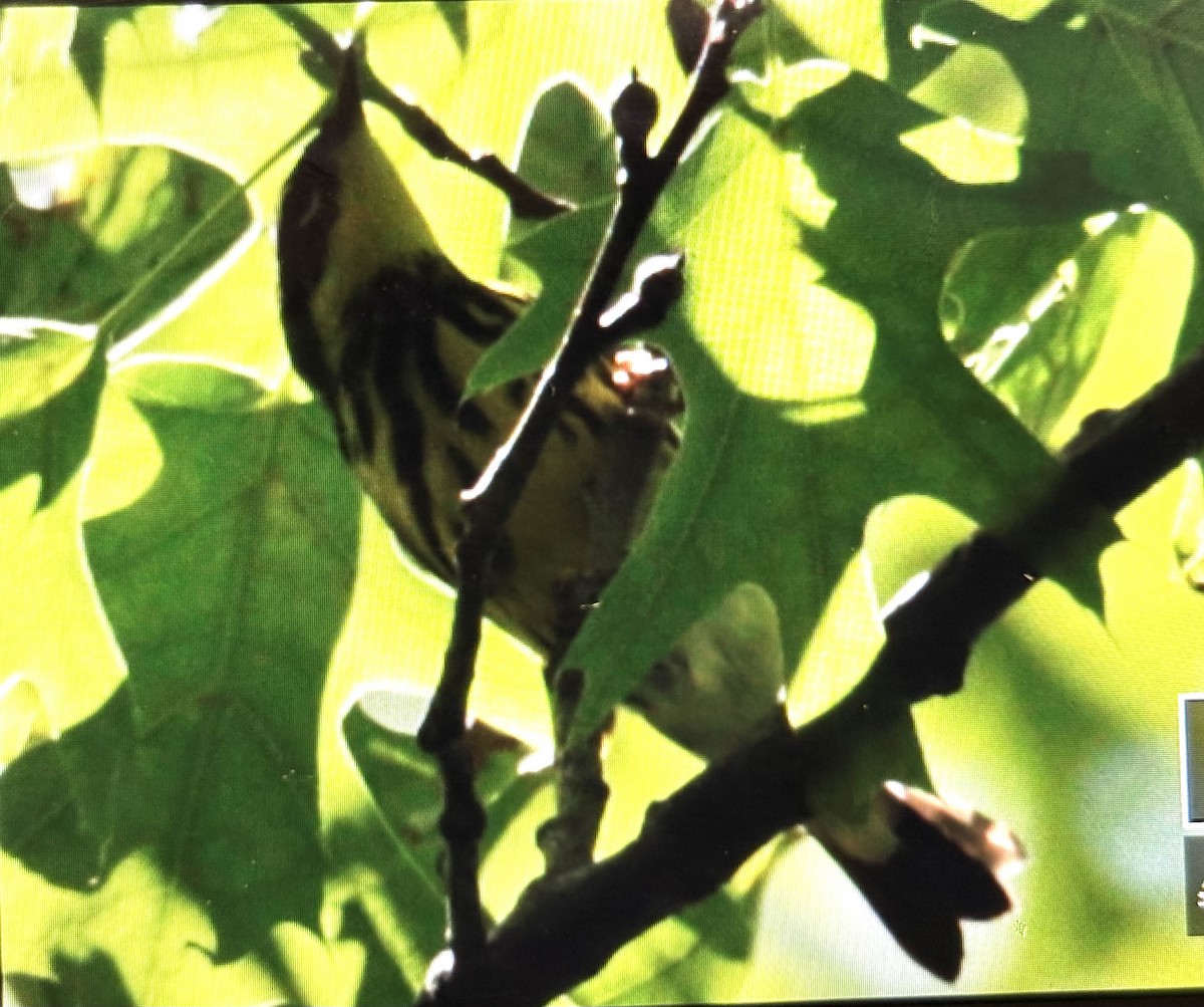 Magnolia Warbler - ML636767025