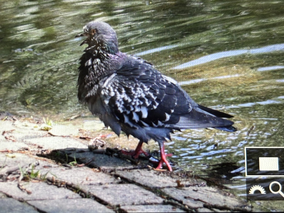 Rock Pigeon (Feral Pigeon) - ML636767065
