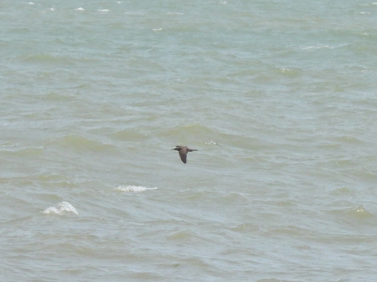Lesser Noddy - ML636767069