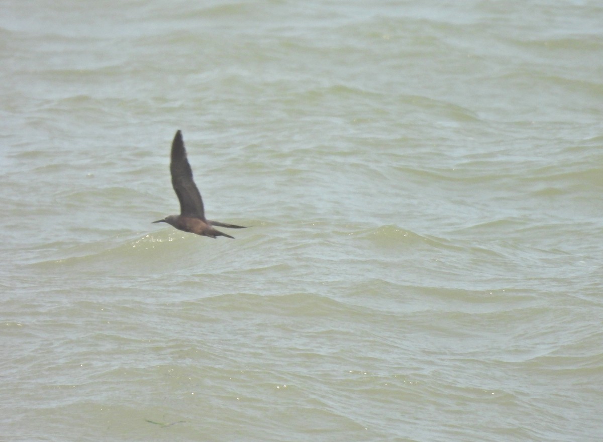 Lesser Noddy - ML636767070