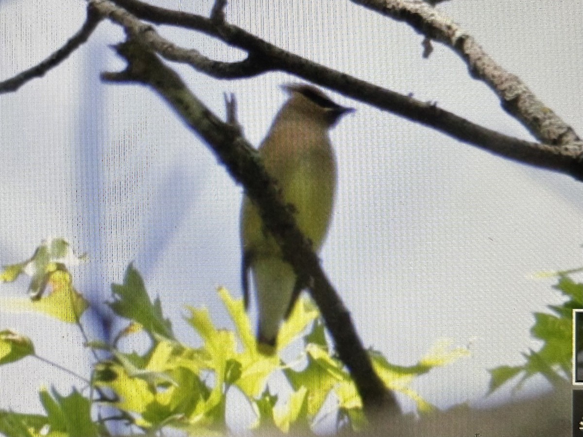 Cedar Waxwing - ML636767091