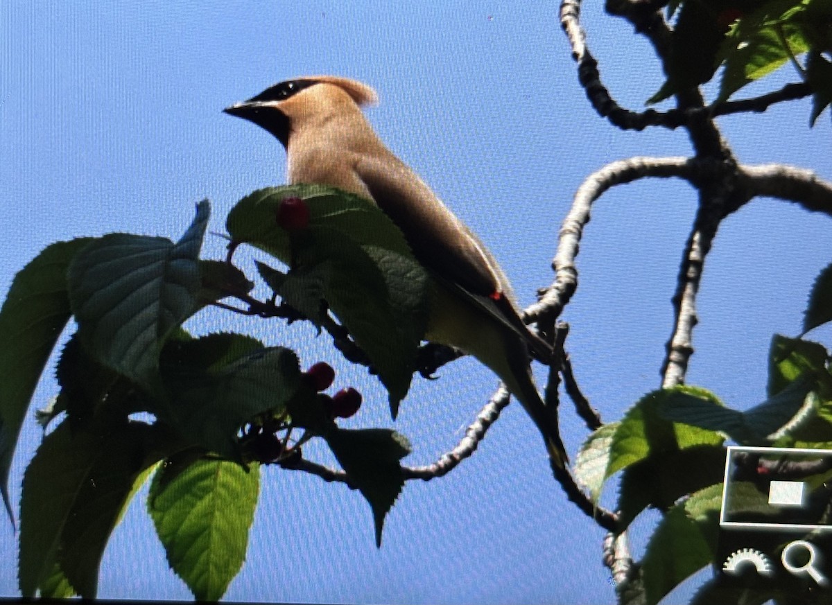 Cedar Waxwing - ML636767092